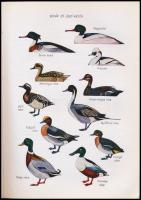 Dr. Sterbetz István: Vízivad. Bp.,1972, Mezőgazdasági Kiadó. Szövegközti fekete-fehér fotókkal, és á...