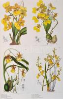 Orchids from the Botanical Register 1815-1847. I-II. kötet. I. kötet. The Text. II. kötet. The Illus...