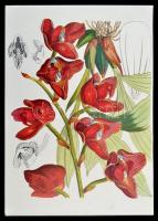 Orchids from the Botanical Register 1815-1847. I-II. kötet. I. kötet. The Text. II. kötet. The Illus...