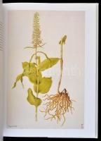 Joyce Stewart-William T. Stearn: Orchideen. Zeichnungen von Franz Bauer. Hanau, 1994, Werner Dausien...