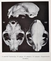 Zimmermann Ágoston-Zimmermann Gusztáv: A házimacska. Bp., 1944, Kir. Magyar Természettudományi Társu...