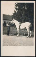 1930 Tarcs (Kisbér), Seregélyes ló, fotólap, 14x9 cm