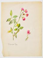 Benczúr jelzéssel: Rózsa, rózsaszál. Akvarell, papír, 28×21 cm