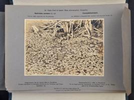 1931 Dr. Vajda Ernő és Vajda László: Flora Photographica Hungariae című fotómappa, 19 db vintage fot...