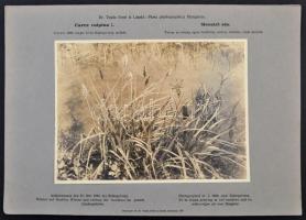 1931 Dr. Vajda Ernő és Vajda László: Flora Photographica Hungariae című fotómappa, 19 db vintage fot...