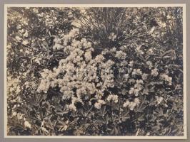 1931 Dr. Vajda Ernő és Vajda László: Flora Photographica Hungariae című fotómappa, 19 db vintage fot...