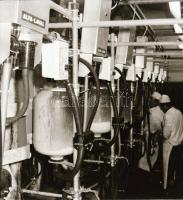 cca 1965 Sinka Antal (?-?) hagyatékából 21 db vintage negatív különféle témákról, 6x6 cm