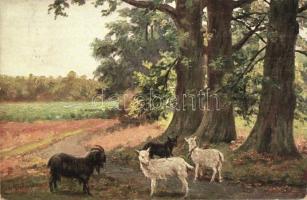 5 db régi állat motívumlap / 5 pre-1945 animal motive cards