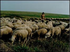 cca 1985 Menesdorfer Lajos (1941-2005) budapesti fotóművész hagyatékából, 2 db feliratozott vintage ...