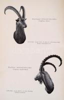 Széchényi Zsigmond: Két kecske. Bp.,1942, Dr. Vajna György és Bokor, (Athenaeum-ny.), 195 p. Egészol...