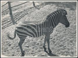 Állatkerti életképek, 15 db fotó, 17x23 cm