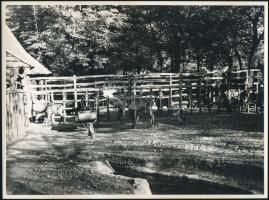 Állatkerti életképek, 15 db fotó, 17x23 cm