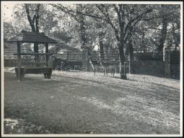 Állatkerti életképek, 15 db fotó, 17x23 cm