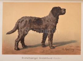 Diezel's Niederjagd. Berlin, 1887, Paul Parey. Színes illetve fekete-fehér illusztrációkkal. Dí...