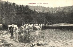 1914 Tusnádfürdő, Baile Tusnad; Szent Anna tó, szarvasmarhák itatása. Szvoboda József kiadása / lake, cattle drinking (EK)