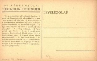 Gyermeklánc. Természetrajzi Levelezőlapok / Taraxacum Officinale. Hungarian natural history art post...