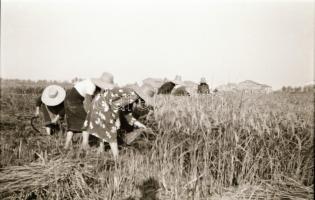 Vegyes témájú fotónegatívok (szobabelső, tenisz, katonai, stb.), 25 db, 6x6 és 6x9 cm