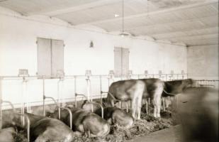 Vegyes témájú fotónegatívok (szobabelső, tenisz, katonai, stb.), 25 db, 6x6 és 6x9 cm