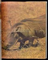 Josef Vagner-Nada Scheinderová: Az oroszlán nem az állatok királya. Fordította: Mayer Judit. Bp.,198...