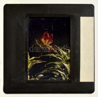 102 db különböző dia virágokról