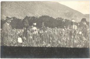 1917 Izmir, Smyrne; Karsiyaka / Opium farm in the Cordelio district, poppy field. photo