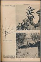 Dr. Jeszenszky Árpád: Gyümölcsfák metszése. Bp., 1942, "Magyar Gyümölcs",("Forrás&quo...