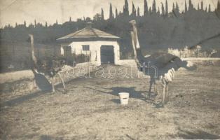 1912 Brijuni, Brioni (Adria); struccok / ostriches. photo (EK)