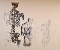 Barcsay Jenő: Művészeti anatómia. Bp.,1953, Művelt Nép Könyvkiadó. Első kiadás. Kiadói egészvászon-k...