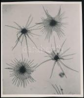 cca 1933 Kinszki Imre (1901-1945) budapesti fotóművész pecséttel jelzett vintage alkotása (makro, csillag alakzat), 13,5x11,5 cm