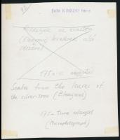 cca 1933 Kinszki Imre (1901-1945) budapesti fotóművész  pecséttel jelzett vintage alkotása (makro, c...