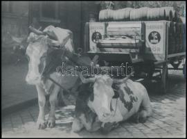 cca 1947 Budapest, Kőbánya, sörszállító fogat, 2 db szabadon felhasználható vintage negatív (24x36 mm) + az egyik negatívról készült nagyítás, 18x24 cm