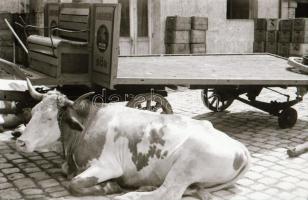 cca 1947 Budapest, Kőbánya, sörszállító fogat, 2 db szabadon felhasználható vintage negatív (24x36 m...