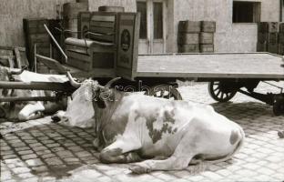 cca 1947 Budapest, Kőbánya, sörszállító fogat, 2 db szabadon felhasználható vintage negatív (24x36 m...