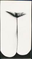 cca 1968 Virágszál, jelzés nélküli vintage fotóművészeti alkotás Balogh Ferenc (1923-1993) békéscsabai fotóművész hagyatékából, 24x13 cm