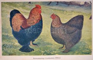 Alfred Beeck: Die Federviehzucht als Wirtschaftszweig und Liebhaberei. I. Band: Allgeimenes, Hühnerv...