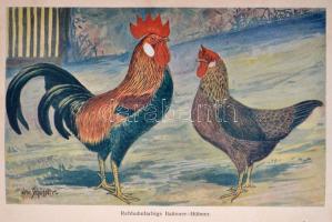 Alfred Beeck: Die Federviehzucht als Wirtschaftszweig und Liebhaberei. I. Band: Allgeimenes, Hühnerv...