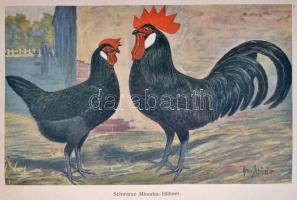 Alfred Beeck: Die Federviehzucht als Wirtschaftszweig und Liebhaberei. I. Band: Allgeimenes, Hühnerv...