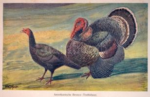 Alfred Beeck: Die Federviehzucht als Wirtschaftszweig und Liebhaberei. I. Band: Allgeimenes, Hühnerv...