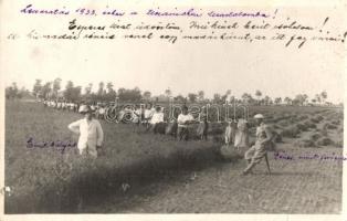 1933 Tiszainoka, lenaratás az uradalomban, magnak hagyott vörös lóhere - 2 db eredeti fotó képeslap ...