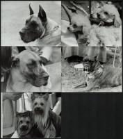 cca 1985 Kutyaportrék, 13 db vintage fotó, 9x12 cm