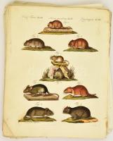 XVIII. sz. vége: 40 db állatokat ábrázoló színezett rézmetszetű tábla. Halak, madarak, emlősök, rova...