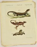 XVIII. sz. vége: 40 db állatokat ábrázoló színezett rézmetszetű tábla. Halak, madarak, emlősök, rova...