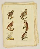 XVIII. sz. vége: 40 db állatokat ábrázoló színezett rézmetszetű tábla. Halak, madarak, emlősök, rova...