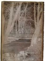 cca 1920 Rappensberger Andor m. kir. főerdőtanácsos felvételei, 15 db vintage üveglemez negatív, 10x15 cm