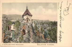 Balaton vidéke, Szőlőt védő munka a Badacsonyban, szőlőtelep. D. K. F., E. 891.
