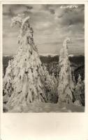 1936 Lupény, Lupeni; Strázsai fenyők télen / Straja pines in winter. photo
