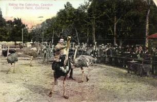 South Pasadena, California; Riding the ostriches, Cawston Ostrich Farm (EK)