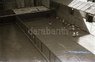 cca 1949 Budapest, Szent Lukács gyógyfürdő és a falán elhelyezett hálaadó márványtáblák Rózsa György...