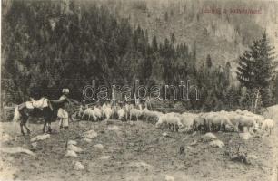 Retyezát, Retezat; juhnyáj. Adler fényirda / flock of sheep