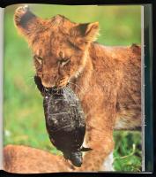 Christine és Michel Denis-Huot: Az élet művészete. Oroszlánok. Bp.,2003, Gabo. Kiadói egészvászon-kö...